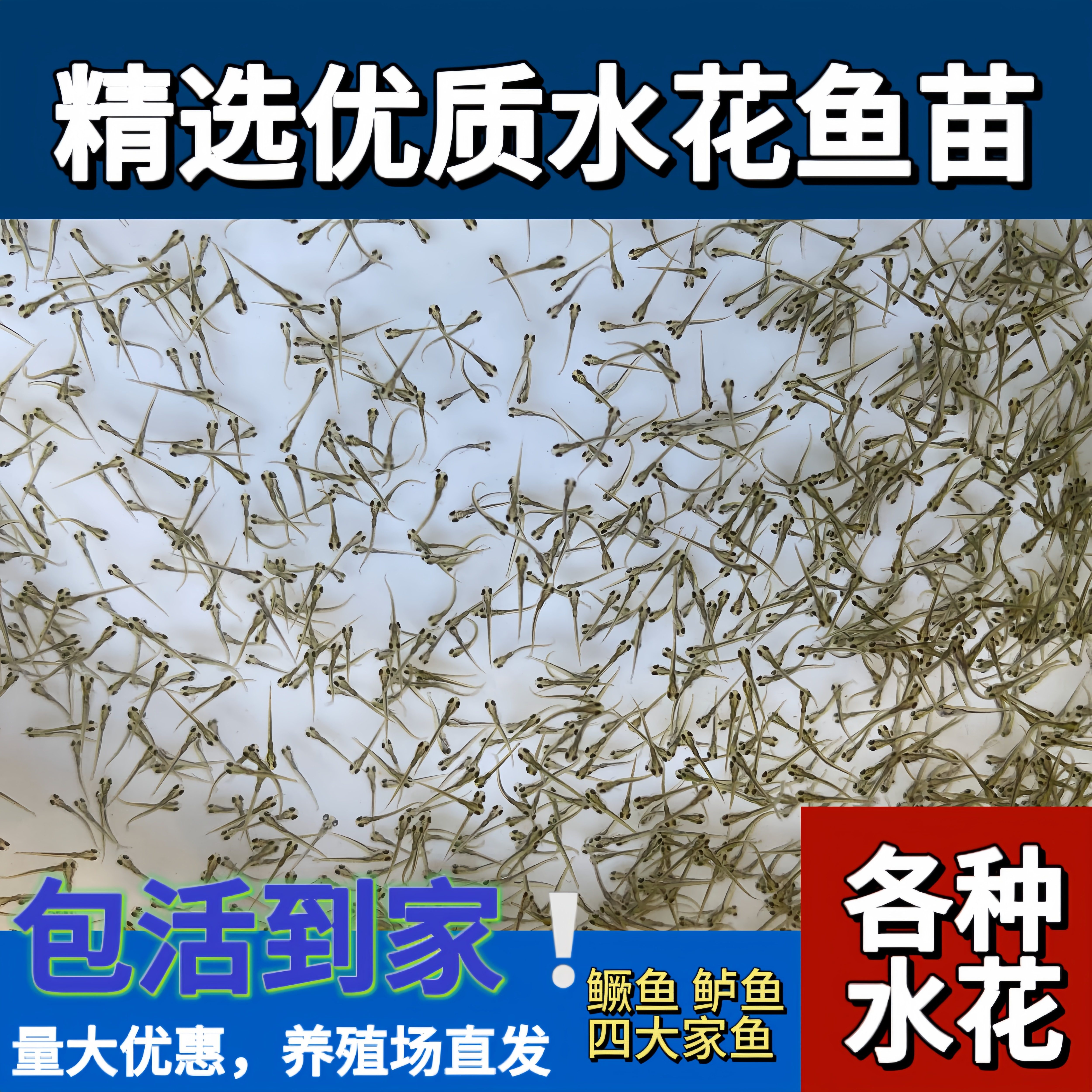 武昌鱼鱼苗鳊鱼苗团头鲂缩项鳊鲳鱼 翘嘴鱼活体淡水大头花鲢白鲢