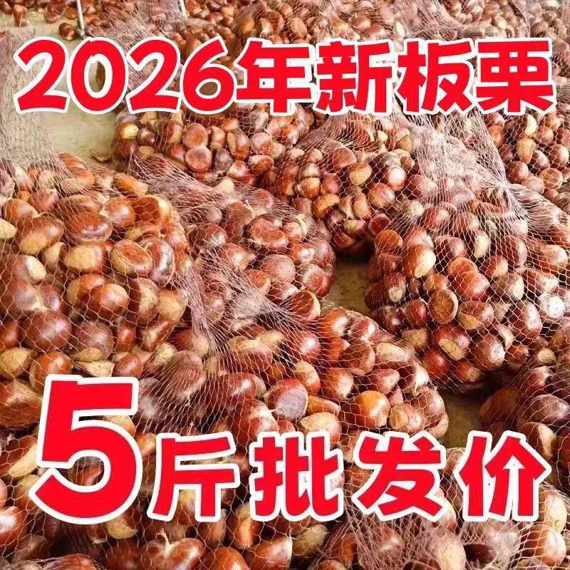 2026年新鲜丹东生板栗5斤板栗即食当季大板栗生栗锥栗大果毛栗子5