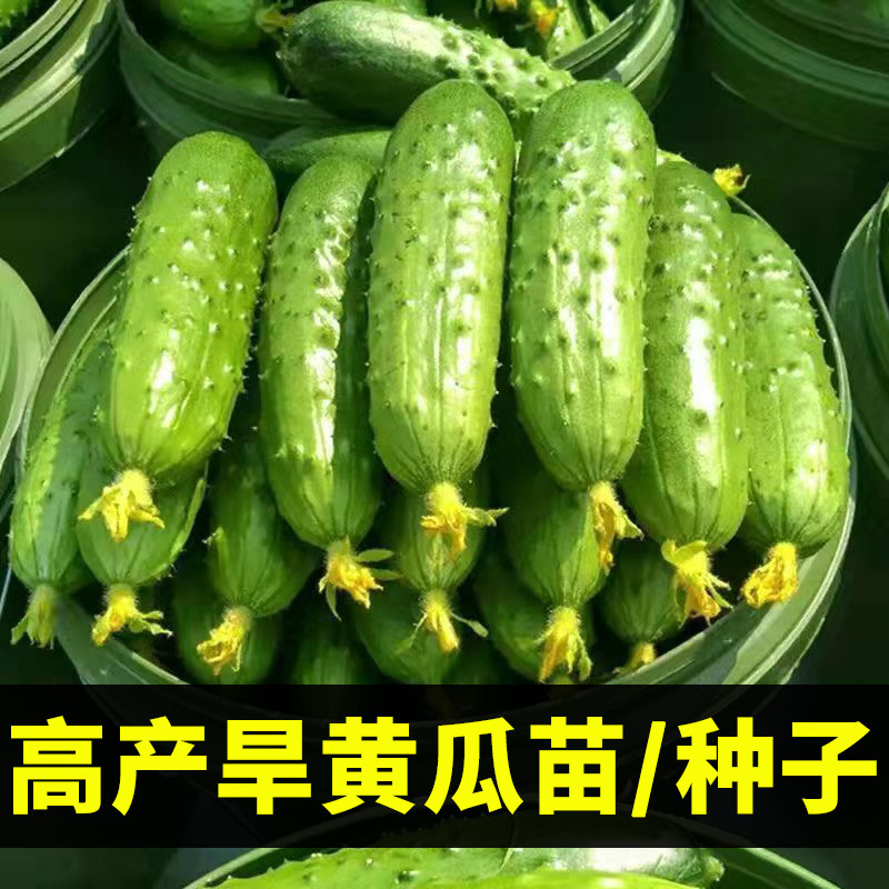 东北旱黄瓜苗秧苗带土青瓜老品种四季水果大全蔬菜种籽孑满地爬汉图片