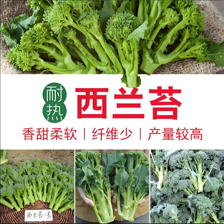 甜杆西兰苔苗菜籽有机西兰菜苔秧苗西蓝苔种子花菜种孑秋季蔬菜苗