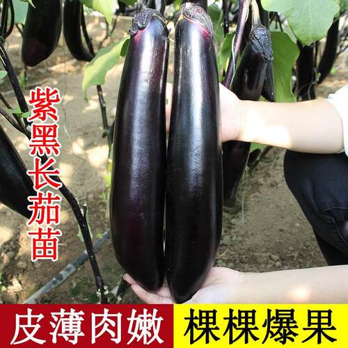黑茄子苗茄子秧苗种籽老品种茄子种大青皮大红袍糯米农家东北种子