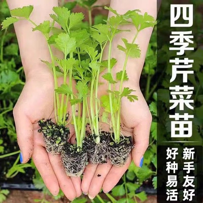 四季小香芹种子大全菜苗籽
