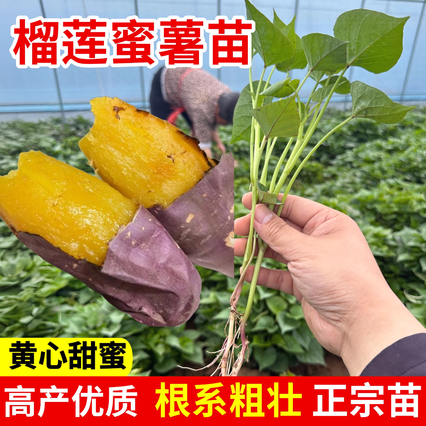 榴莲蜜薯苗烟哈桥头地瓜藤图片