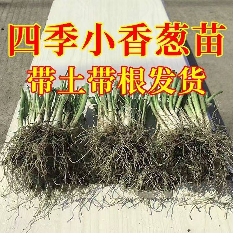四季小香葱苗带根种植本地分葱种子盆栽种籽适合夏季菜苗秧苗秋季 - 实物图