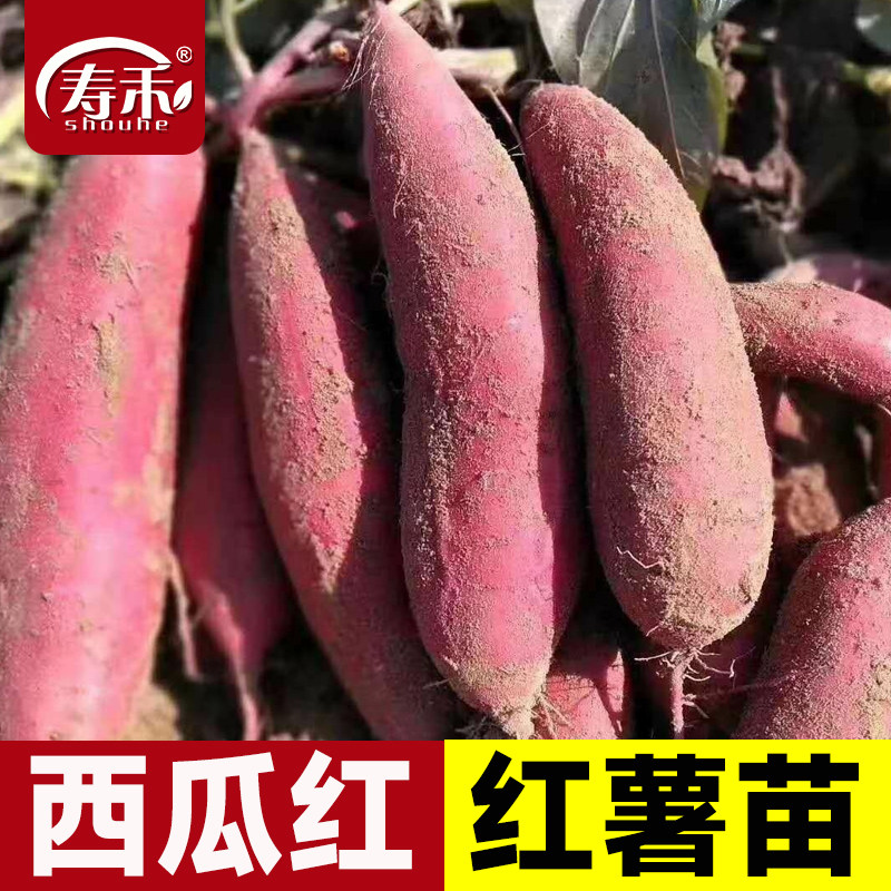 红薯苗秧西瓜地榴莲蜜板栗图片