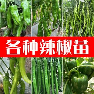 四川本地土辣椒苗秧苗四季盆栽阳台二荆条种植带土幼苗湖南老品种