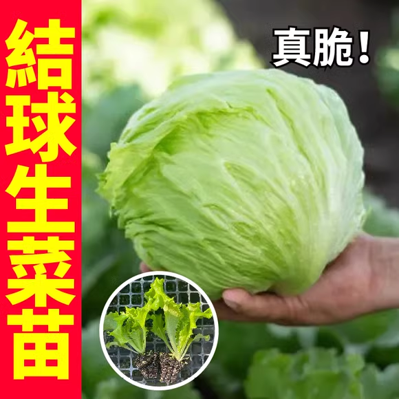 结球生菜苗带土秧苗球生菜种籽包心球形冬季四季盆栽球种蔬菜种子