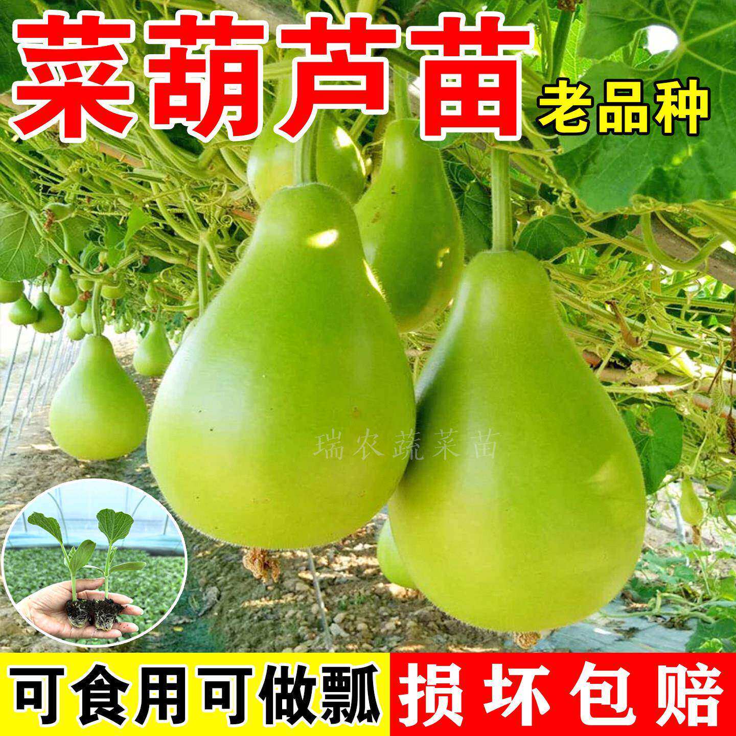 菜葫芦苗秧食用菜葫芦农家东北葫芦瓜种子爬藤瓠子瓜圆瓢菜可做瓢