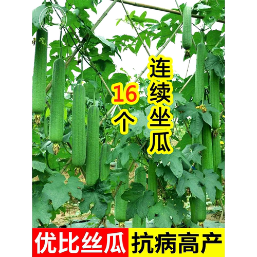 鼎牌优比16号肉丝瓜种子籽