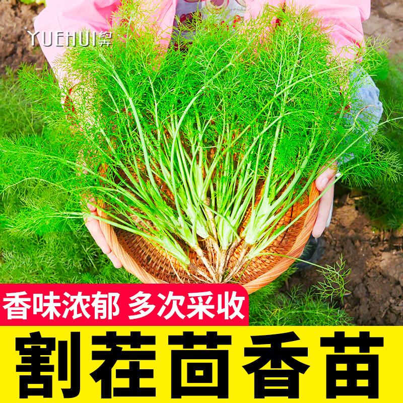 割茬小茴香苗种子阳台籽孑