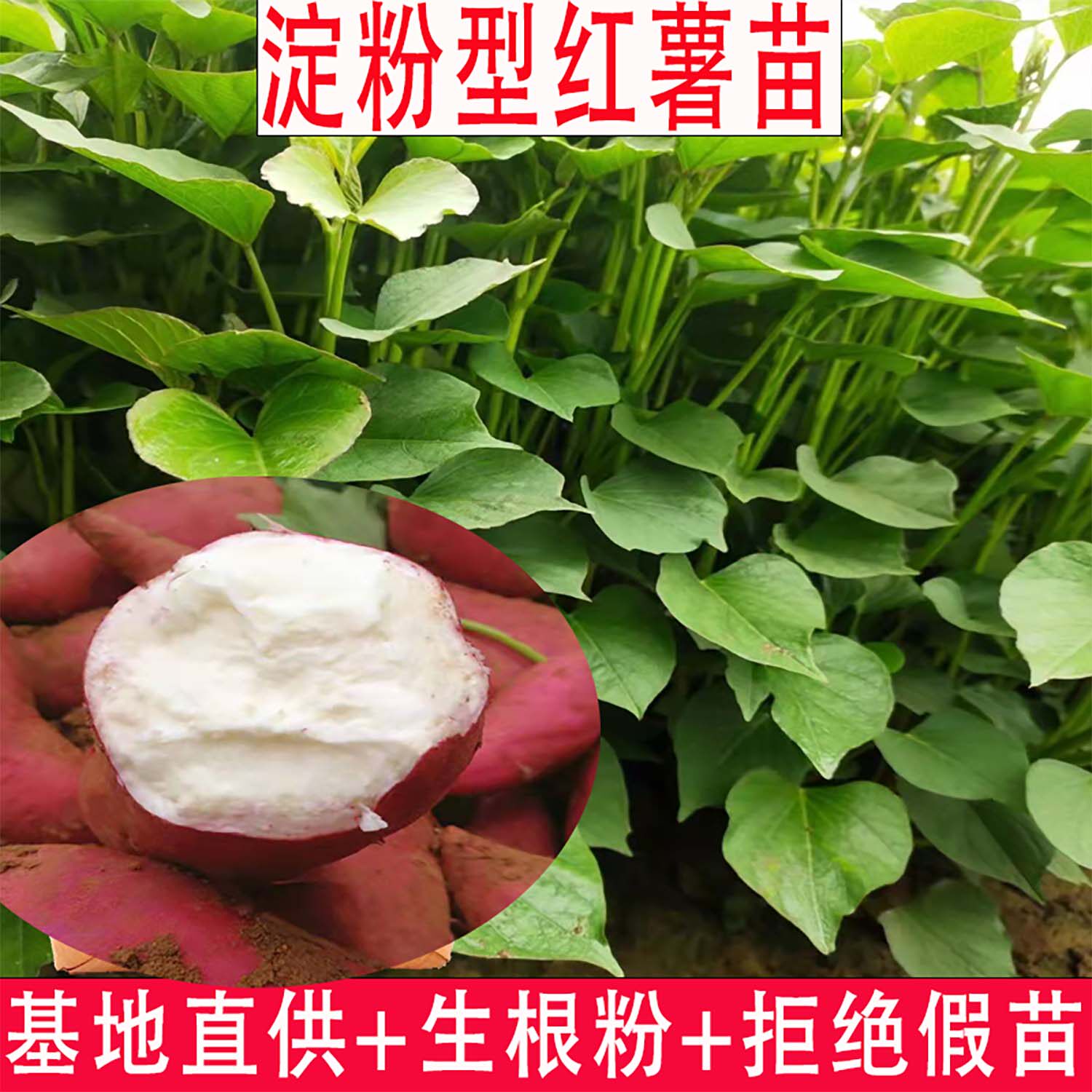 淀粉红薯板栗薯苗番薯苗高产红薯苗脱毒山芋苗商薯19地瓜藤济薯25图片