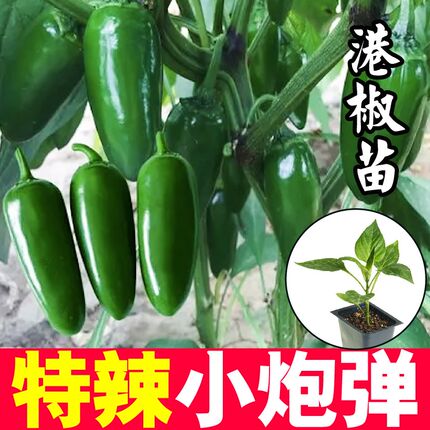 子弹头辣椒苗 港椒苗秧苗四季盆栽阳台种籽特辣