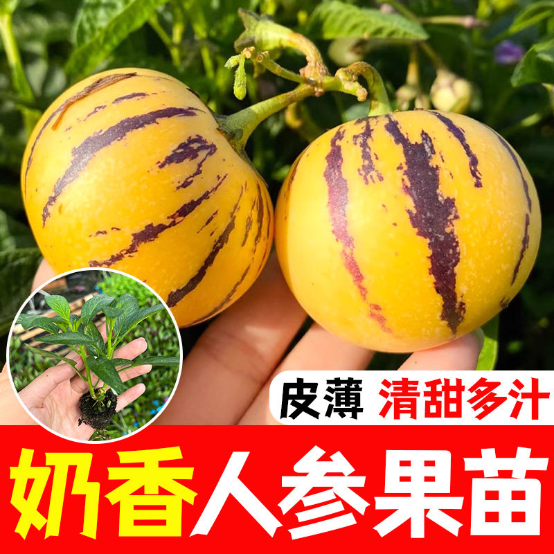 正宗人参果苗子多年生水种图片