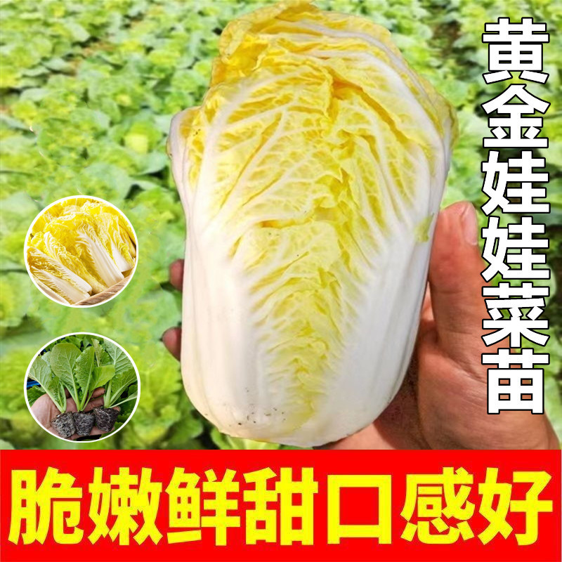 正宗娃娃菜苗带土秧苗黄心白菜苗早熟秋季四季耐寒庭院泡菜蔬菜苗