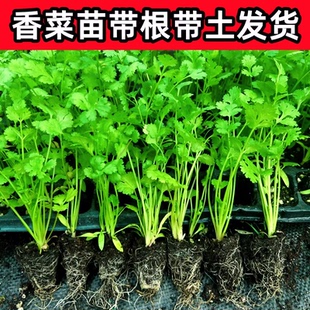 四季香菜根苗盆栽种植大叶香菜苗带根秧老品种芫荽苗秧苗香菜籽种