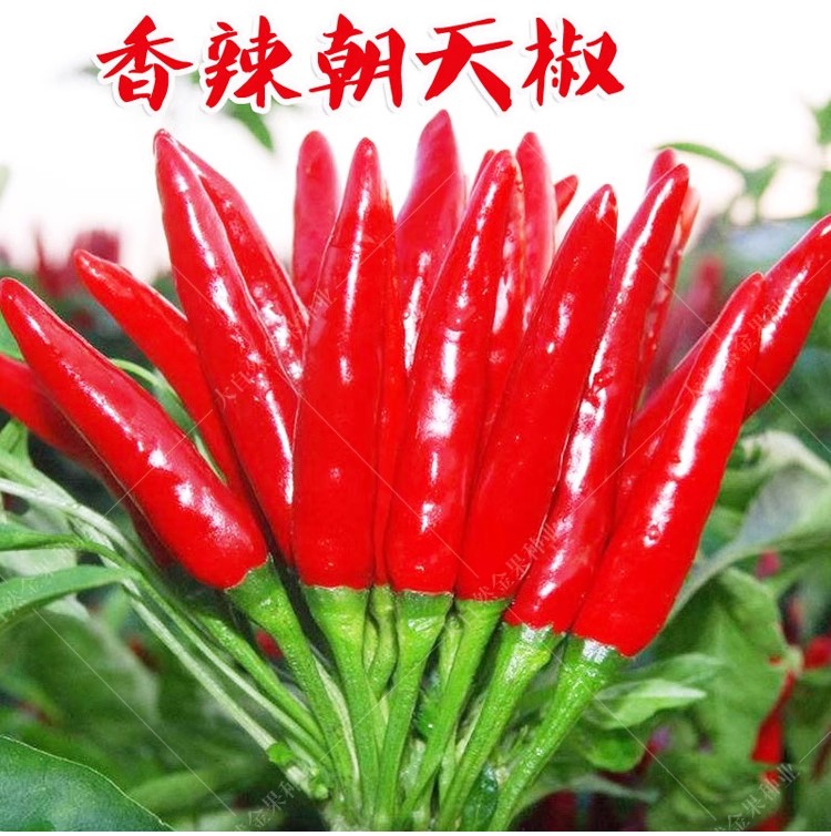 朝天椒苗辣种子盆栽小米超长图片