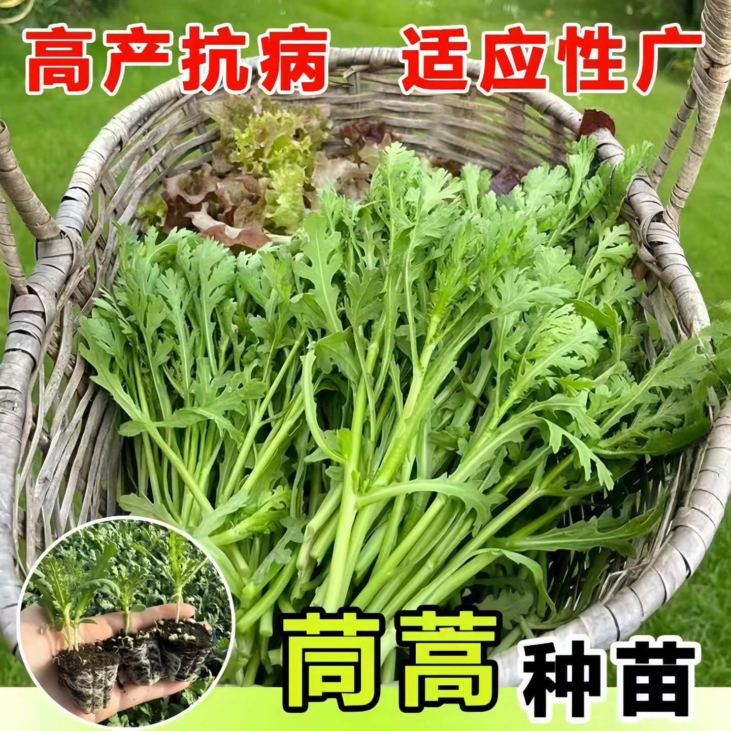 茼蒿苗秧耐寒蔬菜大叶穴盘