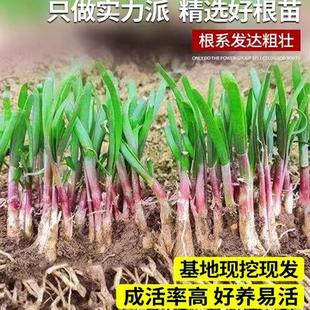 四季韭菜苗带根久艽九菜小叶细独红根大宽叶现挖韭菜根苗紫根农家