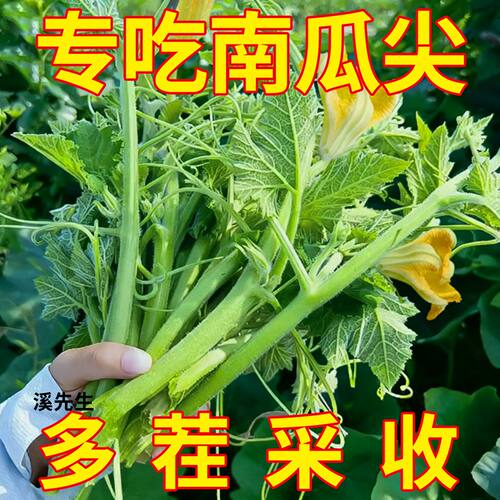 肥仔南瓜苗种籽专吃粗条南瓜尖子农
