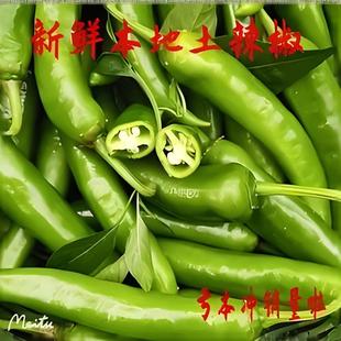 本地土辣椒苗秧苗特辣盆栽四季湖南老品种农村四川江西贵州蔬菜苗