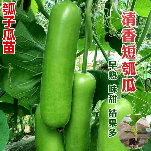 瓠子瓜苗早熟清香短秧春季高产蔬