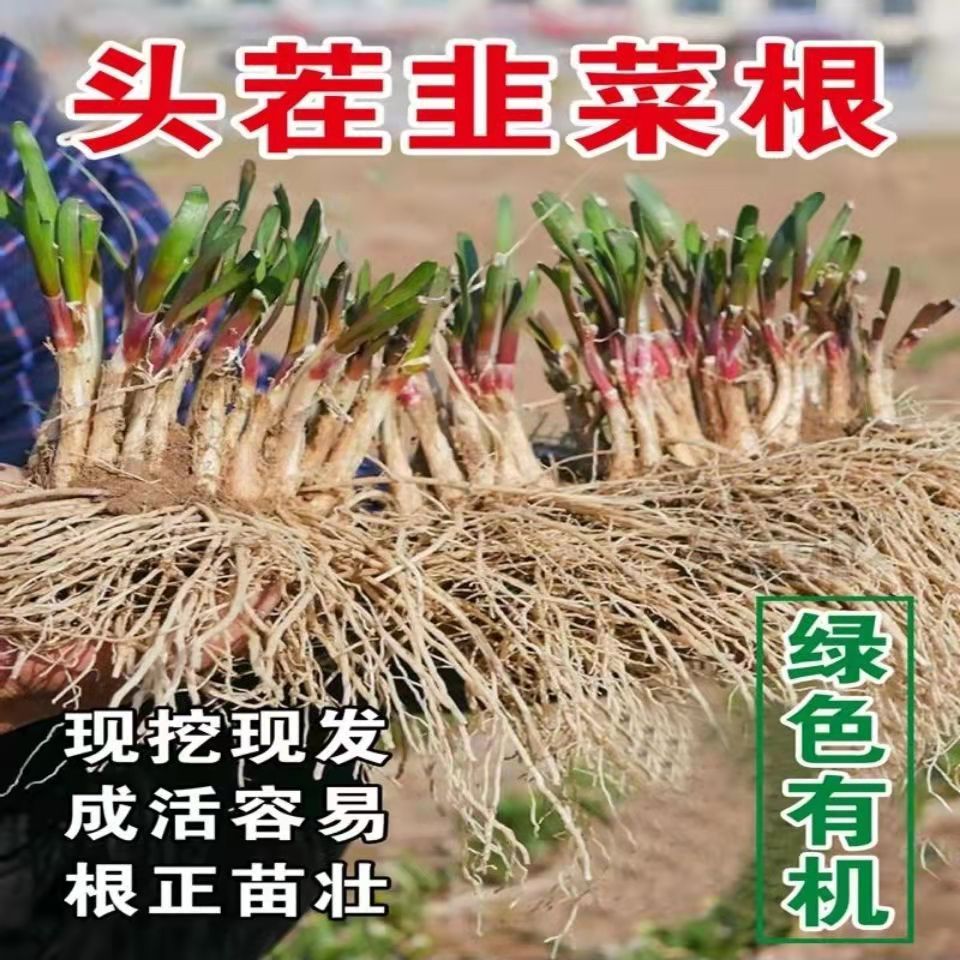 九菜根苗艽菜根儿跟久791雪小叶菲叶非紫色韭菜根苗独根红老品种