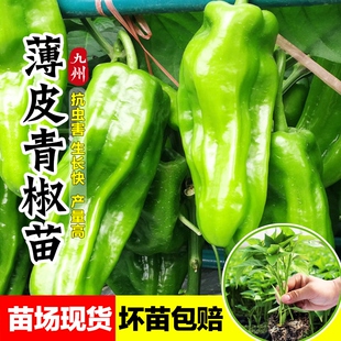 薄皮青椒苗不辣薄皮椒苗种籽大菜椒不辣苗春天种的蔬菜苗秧苗四季
