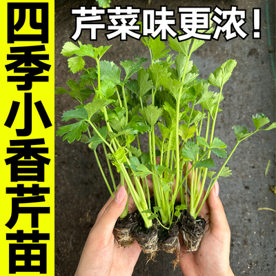 本地小香芹菜苗皇后西芹苗四季实心小香芹苗老品种芹菜苗秧蔬菜苗