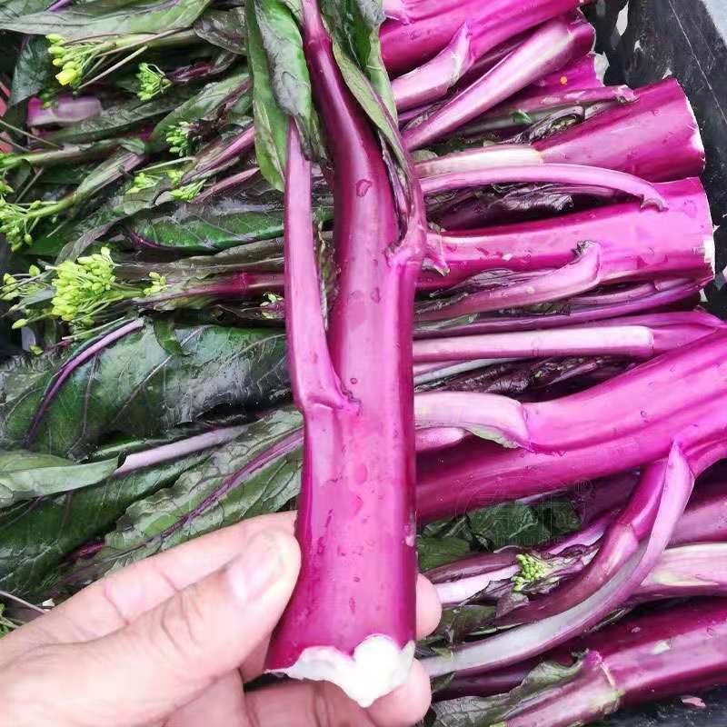 湖北武汉洪山红菜苔苗秧苗早熟种孑四季十月红菜苔苗红油菜薹种子