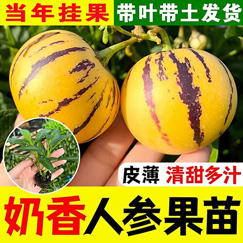 云南奶香爆甜人参果苗水果种子秧苗树苗当年结果四季阳台盆栽特大