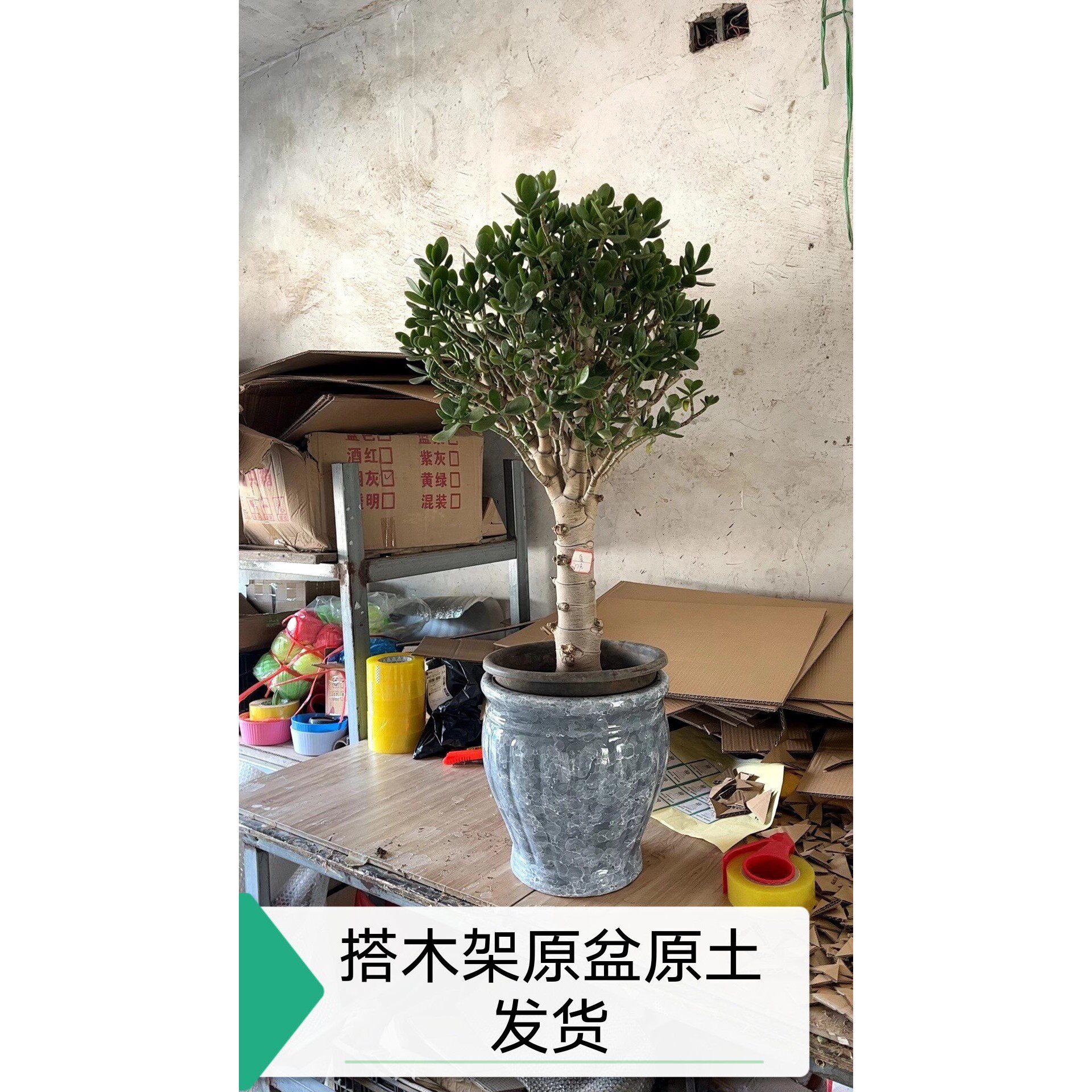 基地直发大老桩玉树造型盆景带盆带土搭木架发货 支持一物一拍