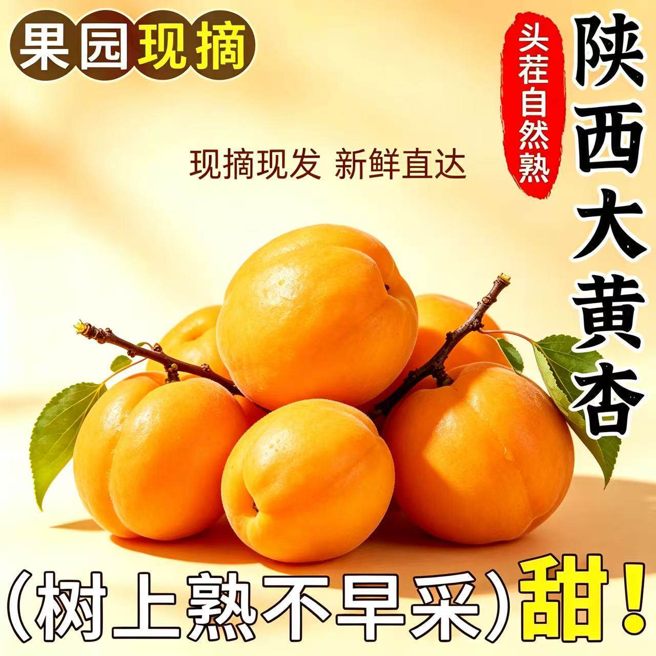 陕西大黄杏子新鲜水果当季特大巨金太阳蜜金酸甜杏子头茬整箱