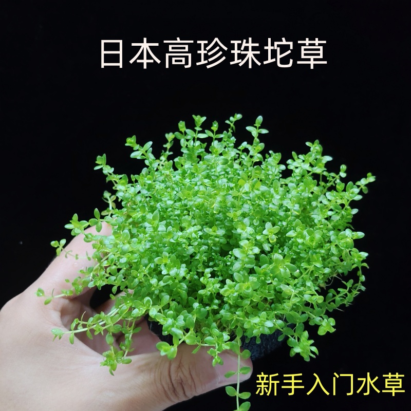 高珍珠坨草水下叶鱼缸新手懒人造景阴性中后景淡水水草增氧植物