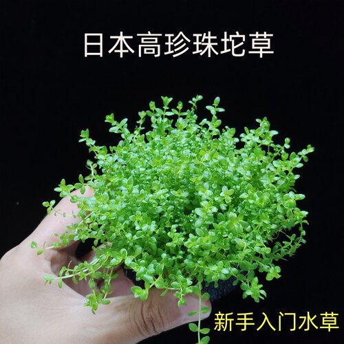 高珍珠坨草水下叶鱼缸增氧植物