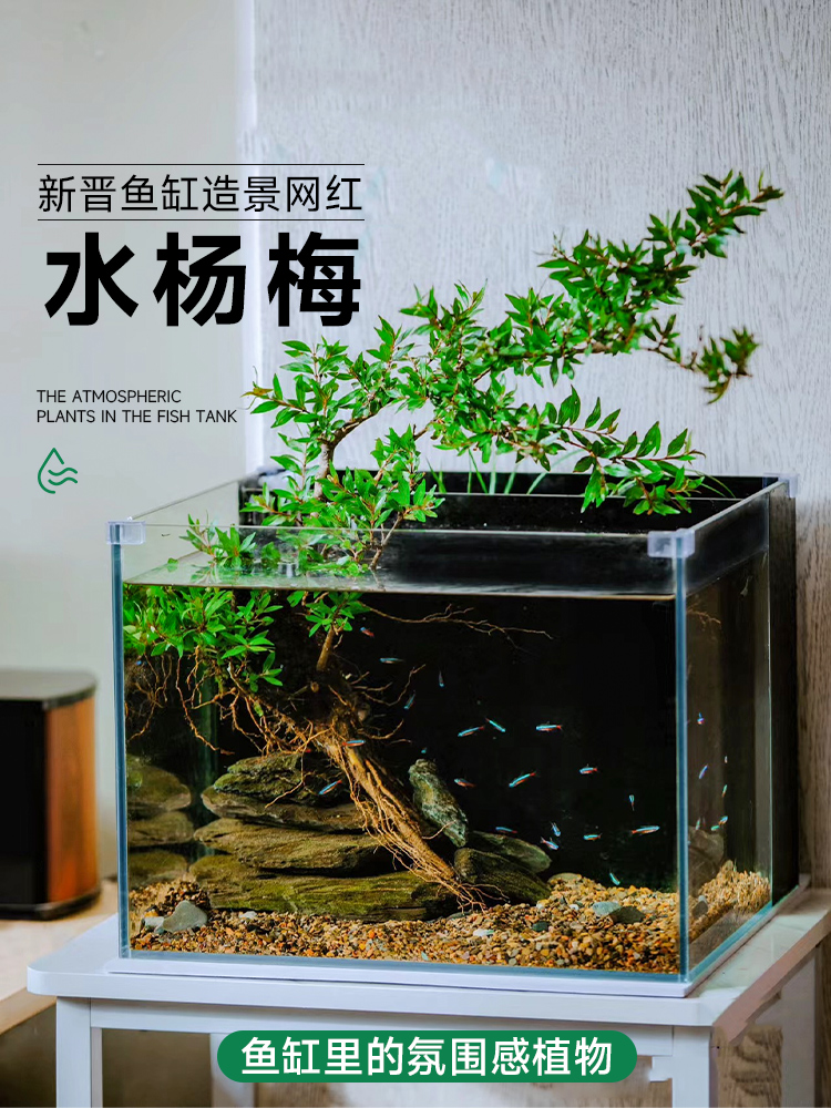 水杨梅树植物鱼缸造景乌龟缸观赏水培绿植造景全套古法养鱼真水草