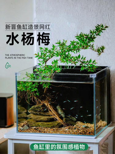 水杨梅树植物鱼缸造景乌龟缸观赏水培绿植造景全套古法养鱼真水草