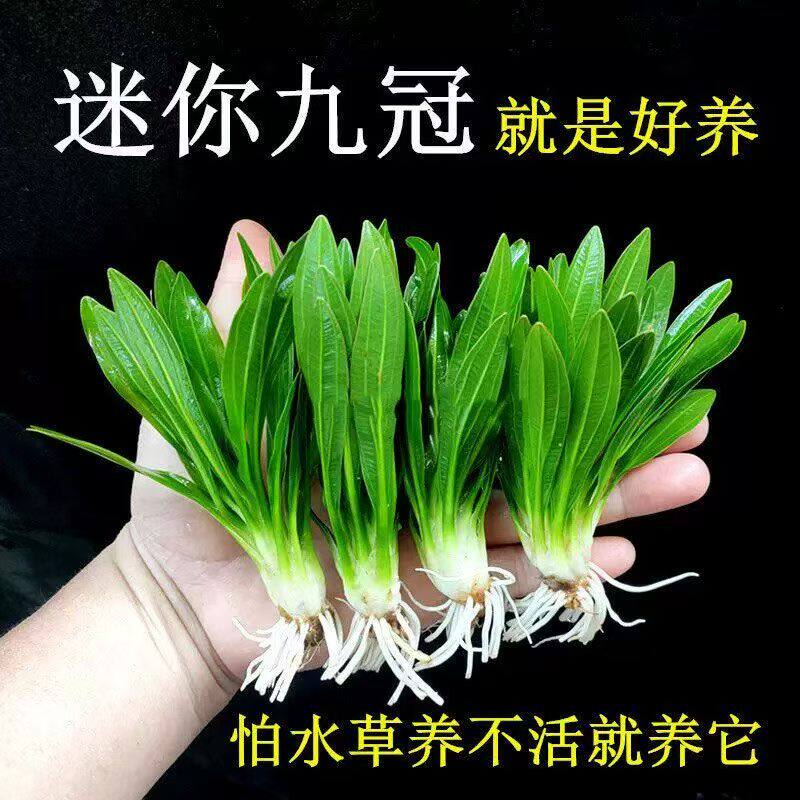 迷你九冠水草养鱼造景植物细叶铁大叶鱼缸新手懒人活体淡水榕阴性