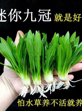迷你九冠水草养鱼造景植物细叶铁大叶鱼缸新手懒人活体淡水榕阴性
