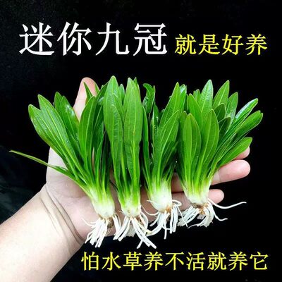 迷你九冠水草养鱼造景植物细叶铁大叶鱼缸新手懒人活体淡水榕阴性