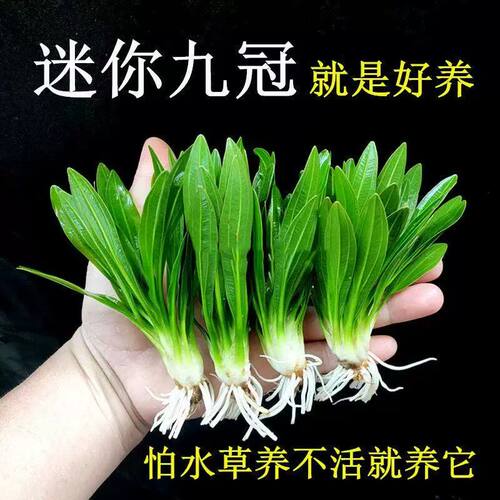 迷你九冠水草养鱼造景植物细叶铁大叶鱼缸新手懒人活体淡水榕阴性