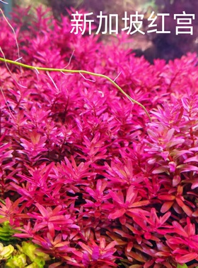 新加坡血红宫廷鱼缸草缸造景水草植物红色好养易发色后景水下叶