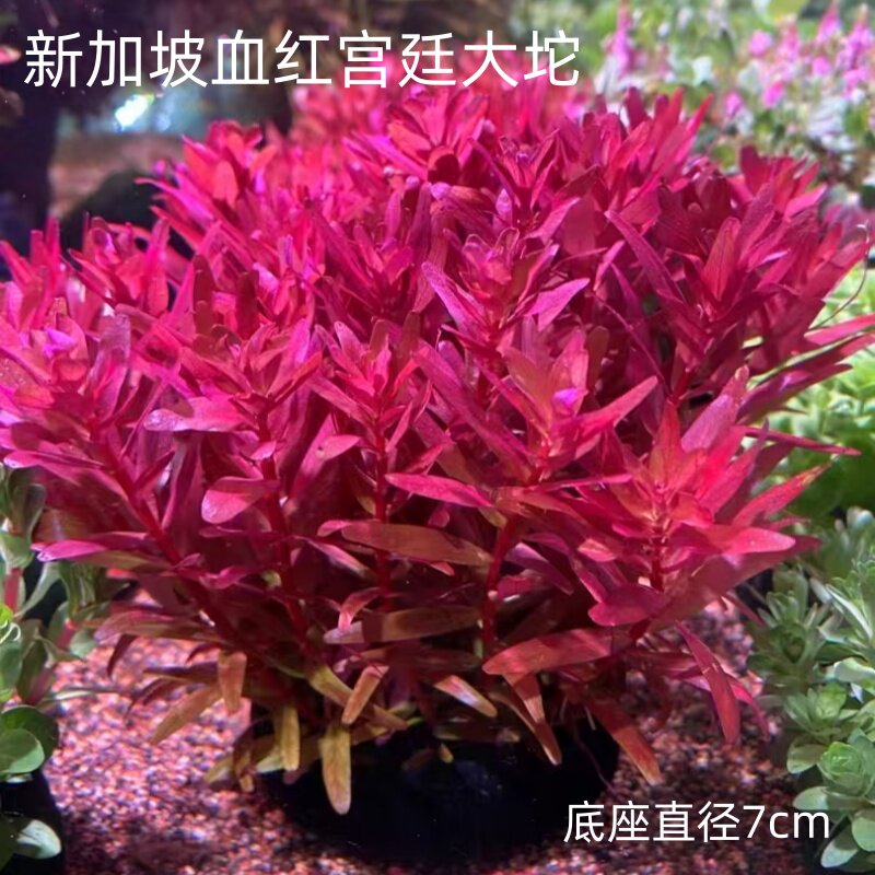 新加坡血红宫廷红色水草鱼缸造景阴性植物增氧自动沉底