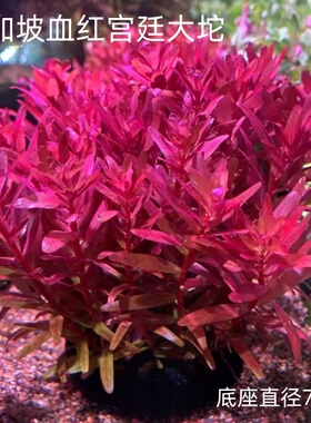 新加坡血红宫廷红色水草鱼缸造景阴性植物增氧自动沉底