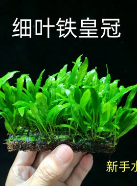 大叶铁皇冠细叶铁皇冠皇冠草