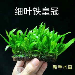 皇冠水草大叶细叶鹿角铁皇冠鱼缸草缸阴性造景真草新手懒人好养活