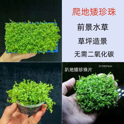 前景趴地矮珍珠水草鱼缸草坪造景迷你牛毛新手速成阴性淡水植物