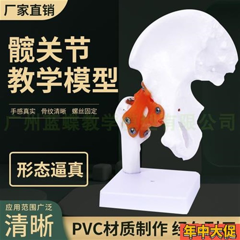 人体髋关节股关节模型1:1骨骼模型人体骨骼骨架关节模型教学教具