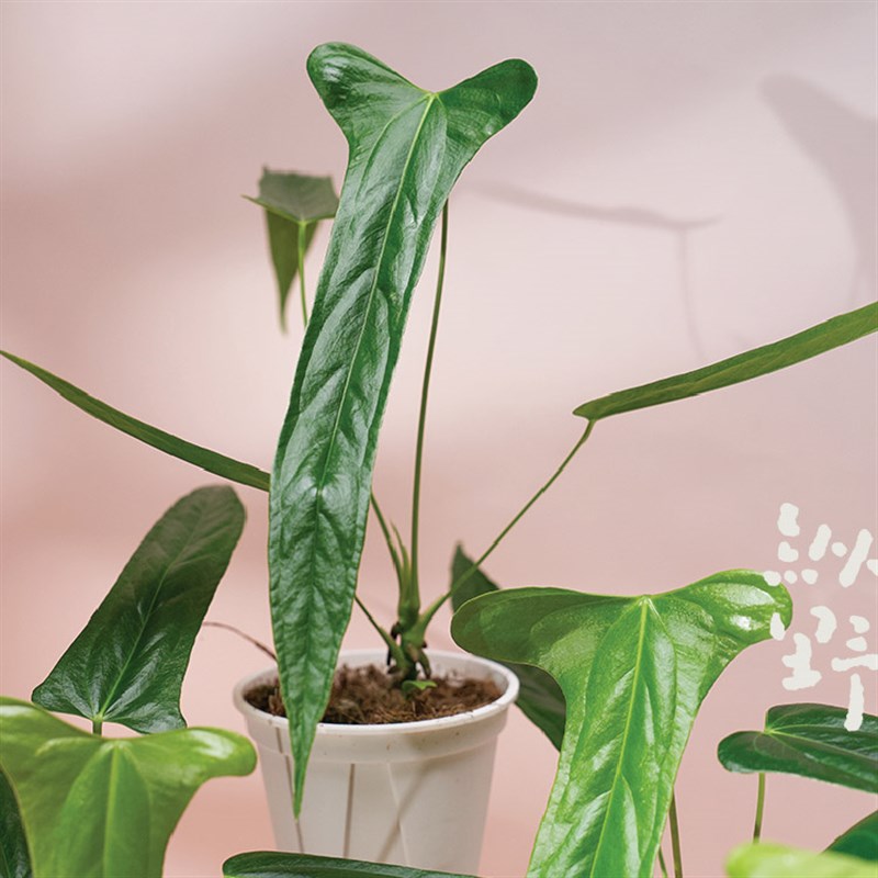 纵野 / 特斯拉 原种花烛天南星科室内盆栽客厅装饰观叶稀有绿植