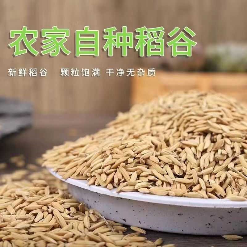 24年优质50斤长稻谷碾米粮食稻谷带壳杂粮喂鸡鸭鹅鸽鸟仓鼠饲料