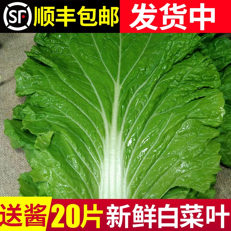 新鲜大白菜叶东北农家蔬菜包饭包白菜叶子蘸酱菜现摘产地直发包邮